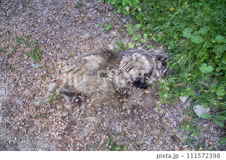 Semi decomposed dead badger on roadside 111572398