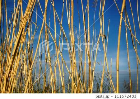 Black-headed gulls fly behind wall of yellow reed 111572403