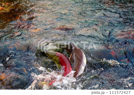 humpback salmon and blueback in shallow males 111572427
