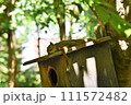 お疲れのリス 111572482