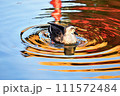 水面を泳ぐ鴨 111572484