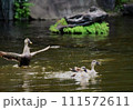おいかけっこをする？鴨の親子 111572611