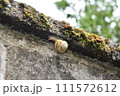 塀を散歩するかたつむり 111572612