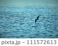 水面を飛ぶ鳥 111572613