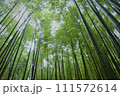 竹林を見上げる 111572614