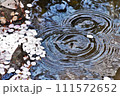 水面に浮かぶ桜の花びら 111572652
