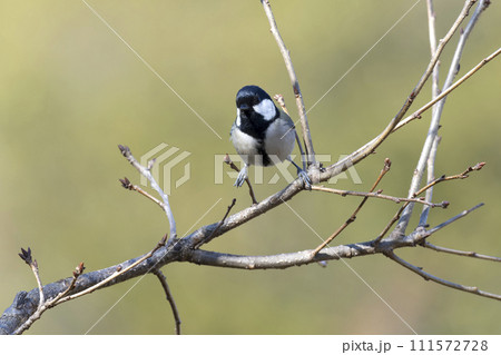 シジュウカラ シジュウカラ 111572728