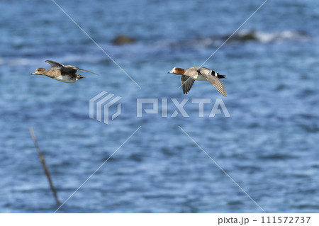 ヒドリガモ 111572737