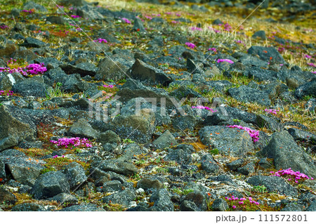 Attractive exotic landscape cold (Arctic) deserts with blooming saxifrage 111572801