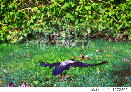 Hoodie perfectly adapted to man bird 111572805