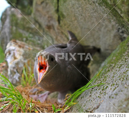 Protecting nest and self-defense. Fulmar spits smelly caustic orange blubber in eyes of predator. 111572828