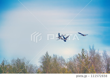 Forest-breeding bean goose - Flock over forest. 111572838