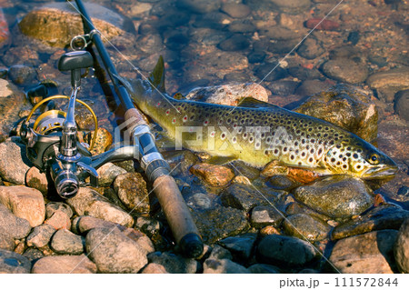 Caught by spinning brown trout (Salmo trutta fario) 111572844