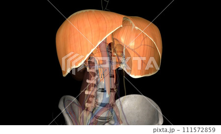 The diaphragm is a muscle that helps you inhale and exhale (breathe in and out) The diaphragm is a muscle that helps you inhale and exhale (breathe in and out) 111572859