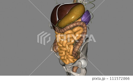 The small intestine (also referred to as the small bowel) is the specialized tubular structure between the stomach 111572866