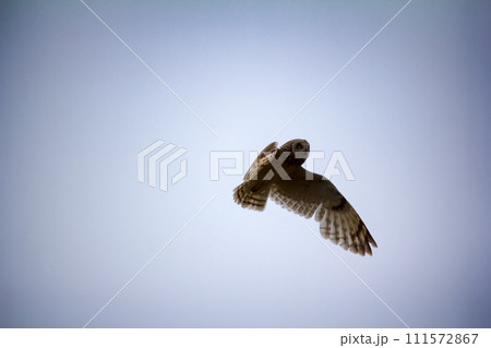 Short-eared owl (marsh owl, Asio flammeus) flies over nest 111572867