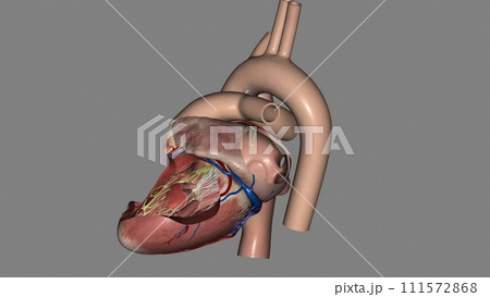 Heart, Atria and Ventricles 3d 111572868