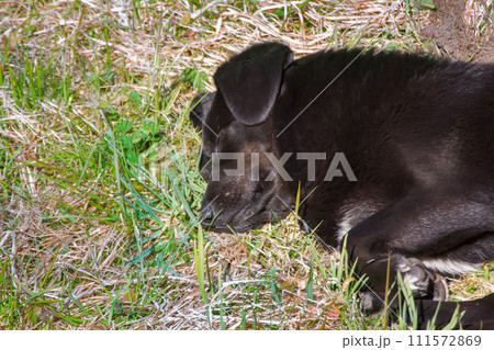 Mongrel dog sleeping on green grass. 111572869