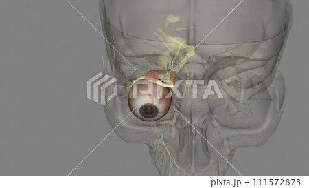 The superior oblique is one of the two noteworthy oblique extraocular muscles The superior oblique is one of the two noteworthy oblique extraocular muscles 111572873