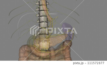 Visceral lymph nodes are associated with pelvic viscera 111572877