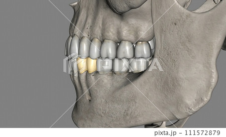 The mandibular first premolar is the tooth located laterally from both the mandibular canines The mandibular first premolar is the tooth located laterally from both the mandibular canines 111572879