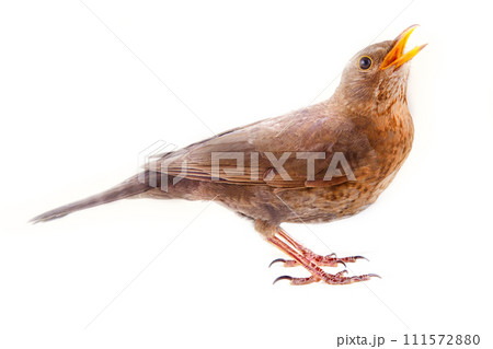 Blackbird (Turdus merula, female) is one of best singers Blackbird (Turdus merula, female) is one of best singers 111572880