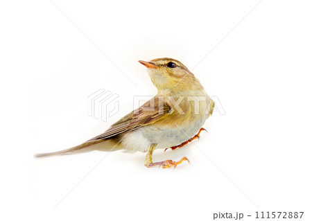 willow warbler (Phylloscopus trochilus) willow warbler (Phylloscopus trochilus) 111572887