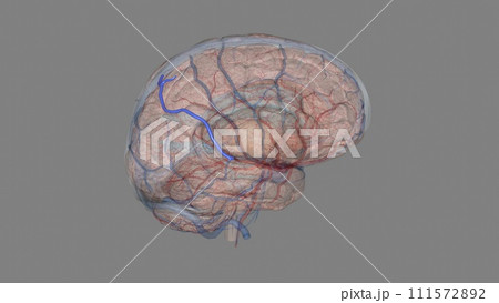 Superior anastomotic vein of trolard 111572892
