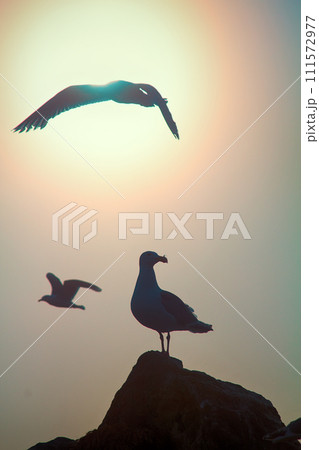 Seagulls against sky with sun in haze Seagulls against sky with sun in haze 111572977