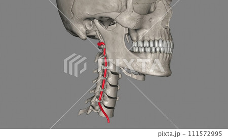 The vertebral arteries run through the spinal column in the neck to provide blood to the brain and spine The vertebral arteries run through the spinal column in the neck to provide blood to the brain and spine 111572995