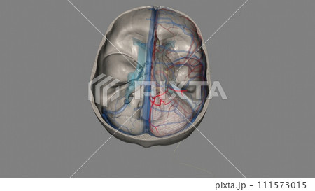 The posterior cerebral artery is a terminal branch of the basilar artery The posterior cerebral artery is a terminal branch of the basilar artery 111573015