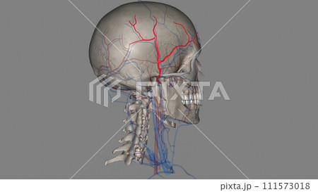 The superficial temporal artery is a terminal branch of your external carotid artery, which is in your neck 111573018