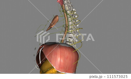 They receive efferent lymphatic vessels running around the intercostal space and emerging from between the muscles 111573025