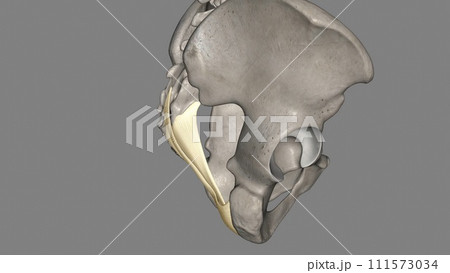 The sacrotuberous ligament (STL) is a stabiliser of the sacroiliac joint and connects the bony pelvis to the vertebral column 111573034