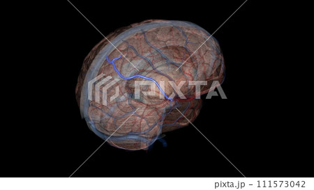 Superior anastomotic vein of trolard Superior anastomotic vein of trolard 111573042