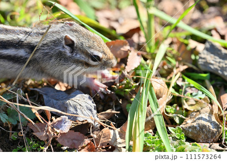 元気いっぱいのかわいいシマリス 埼玉県さいたま市(市民の森・見沼グリーンセンター・りすの家) 元気いっぱいのかわいいシマリス 埼玉県さいたま市(市民の森・見沼グリーンセンター・りすの家) 111573264