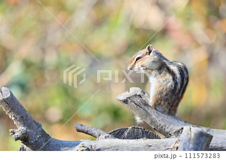 シマリス　日向ぼっこ　埼玉県さいたま市（市民の森・見沼グリーンセンター・りすの 111573283