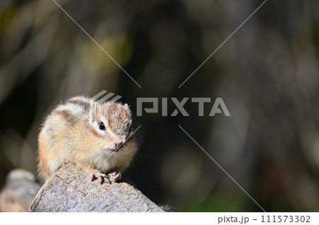 元気いっぱいのかわいいシマリス 埼玉県さいたま市(市民の森・見沼グリーンセンター・りすの家) 元気いっぱいのかわいいシマリス 埼玉県さいたま市(市民の森・見沼グリーンセンター・りすの家) 111573302