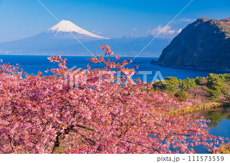（静岡県）河津桜咲く、早春の西伊豆井田から海越しの富士山 111573559