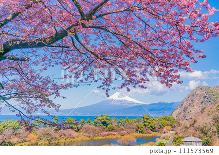 （静岡県）河津桜咲く、早春の西伊豆井田から海越しの富士山 111573569