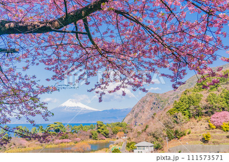 （静岡県）河津桜咲く、早春の西伊豆井田から海越しの富士山 111573571