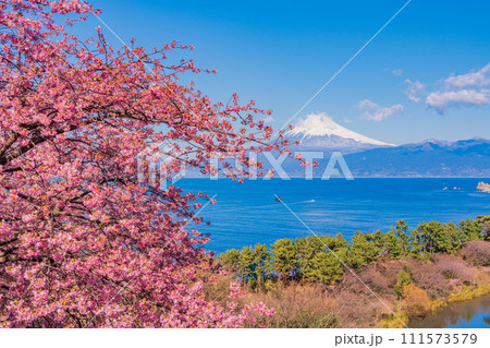 (静岡県)河津桜咲く、早春の西伊豆井田から海越しの富士山 (静岡県)河津桜咲く、早春の西伊豆井田から海越しの富士山 111573579