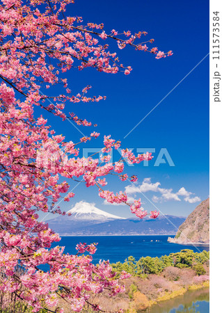 （静岡県）河津桜咲く、早春の西伊豆井田から海越しの富士山 111573584