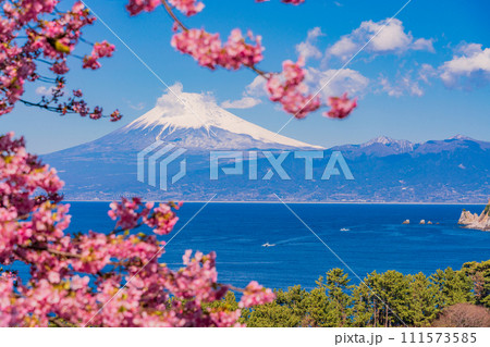 （静岡県）河津桜咲く、早春の西伊豆井田から海越しの富士山 111573585