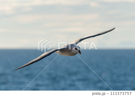 Northern Fulmar flying above Arctic sea on Svalbard. Northern Fulmar flying above Arctic sea on Svalbard. 111573757