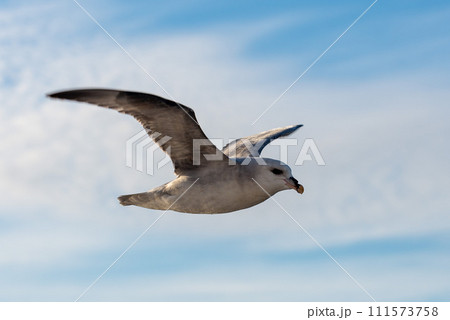 Northern Fulmar flying above Arctic sea on Svalbard. 111573758