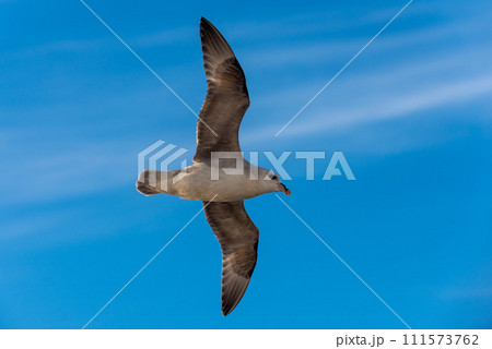 Northern Fulmar flying above Arctic sea on Svalbard. Northern Fulmar flying above Arctic sea on Svalbard. 111573762