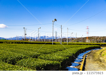 埼玉県入間市　さやま茶の生産地 111573923