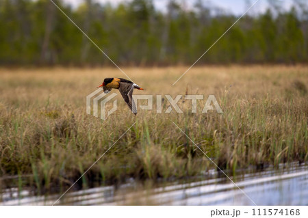 Mating behaviour of ruffs in lek (place of courtship) Mating behaviour of ruffs in lek (place of courtship) 111574168