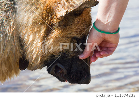 German shepherd on walk in wild 111574235